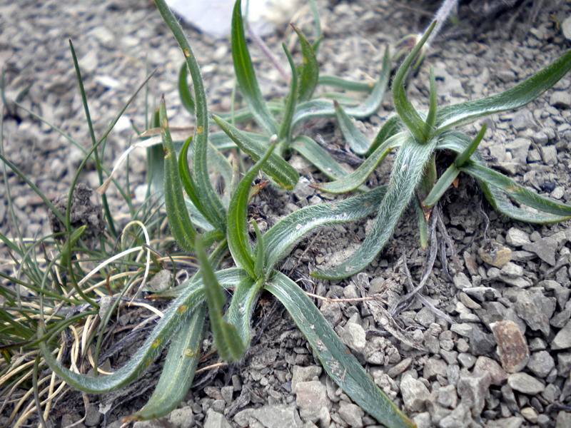 Plantago atrata