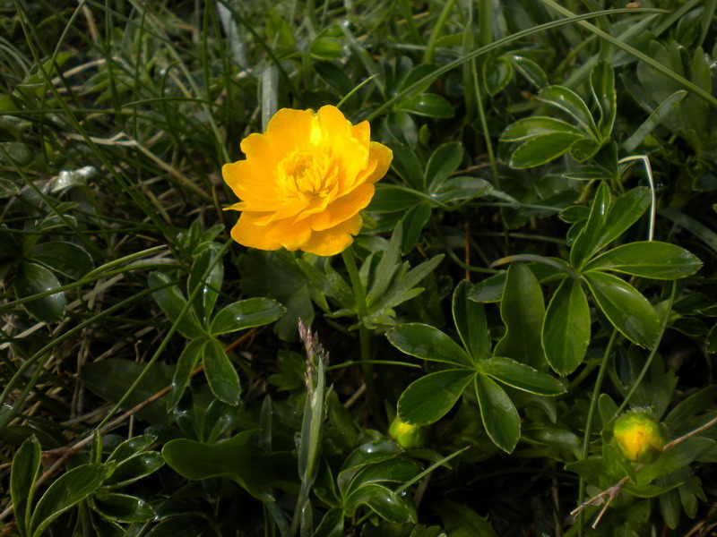 Alto appennino 3 - Ranunculus sp.