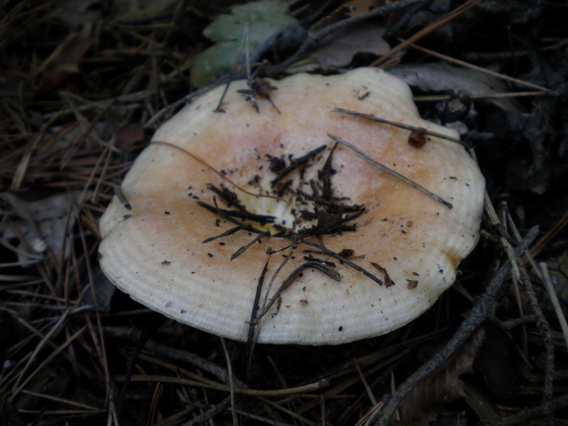 Lactarius