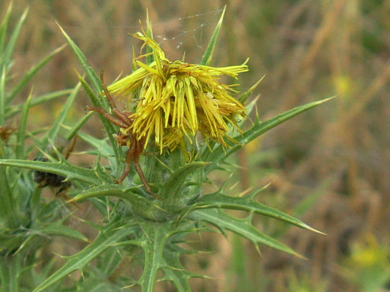 Carthamus lanatus / Zafferanone selvatico