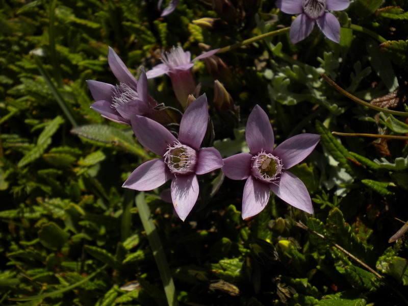 Dolomiti di Sesto 4 - Gentianella gr. germanica