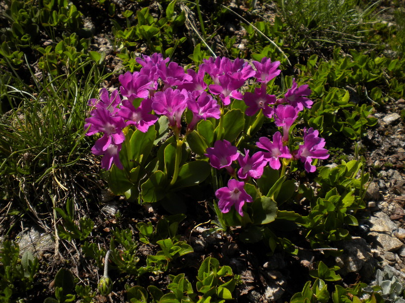 Primula hirsuta