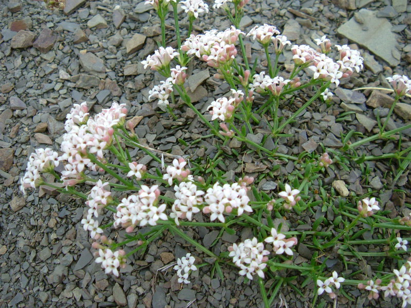 Parco del Gigante  - Asperula cynanchica