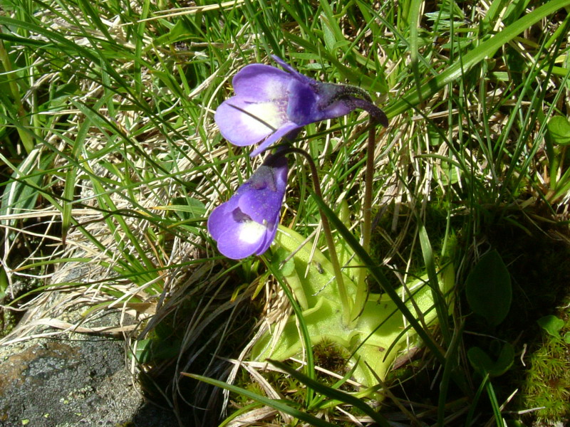 Pinguicula vulgaris