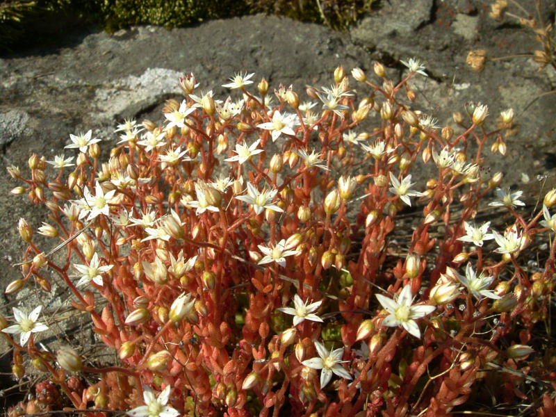 Sedum monregalense / Borracina di Mondov