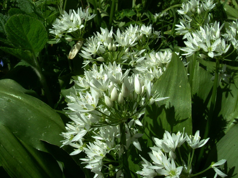 Allium ursinum