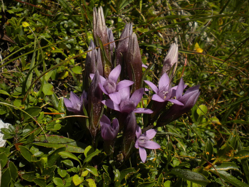 Dolomiti di Sesto 4 - Gentianella gr. germanica