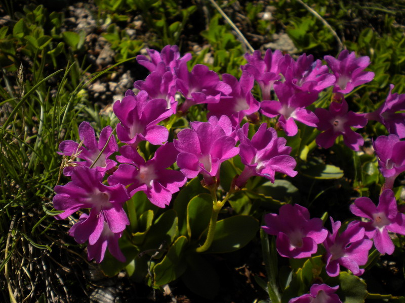 Primula hirsuta