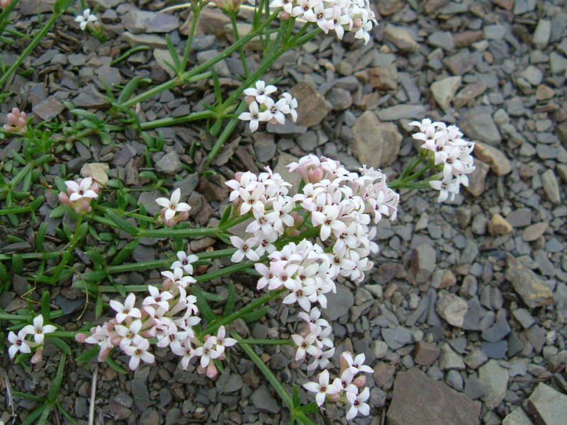 Parco del Gigante  - Asperula cynanchica