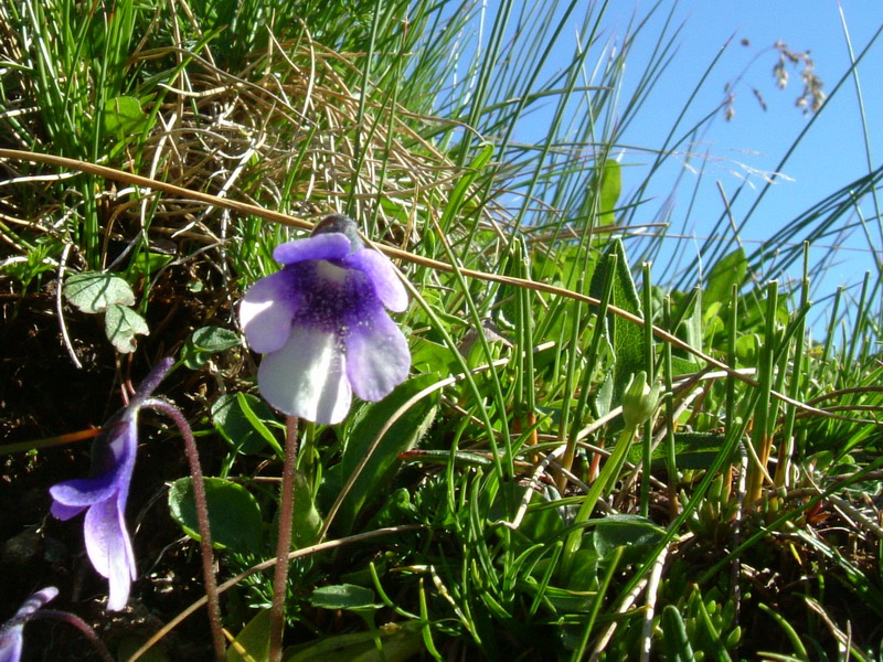 Pinguicula vulgaris