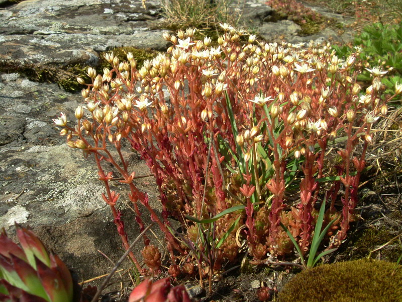 Sedum monregalense / Borracina di Mondov