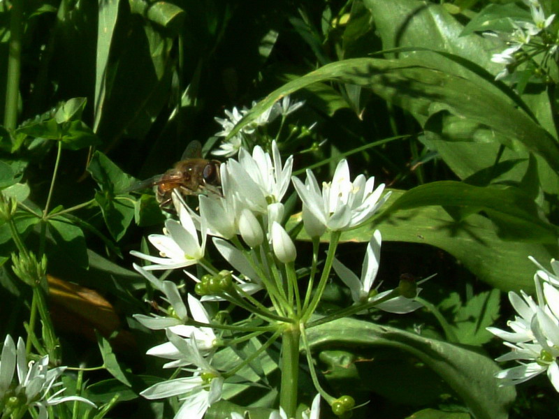 Allium ursinum