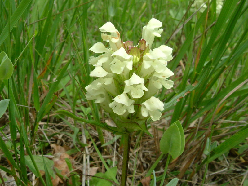 Prunella laciniata / Prunella gialla