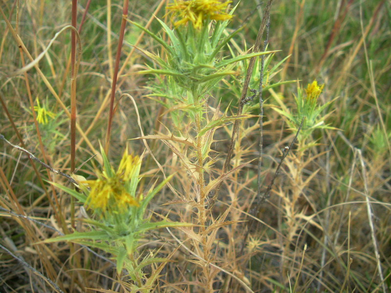 Carthamus lanatus / Zafferanone selvatico