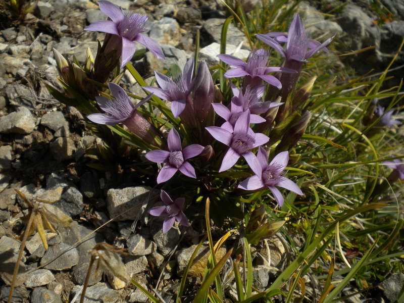 Dolomiti di Sesto 4 - Gentianella gr. germanica