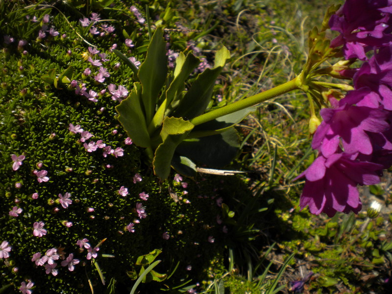 Primula hirsuta