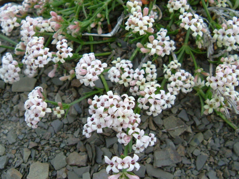 Parco del Gigante  - Asperula cynanchica