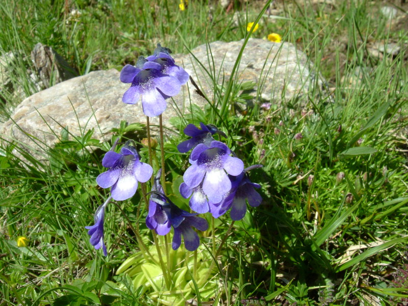 Pinguicula vulgaris