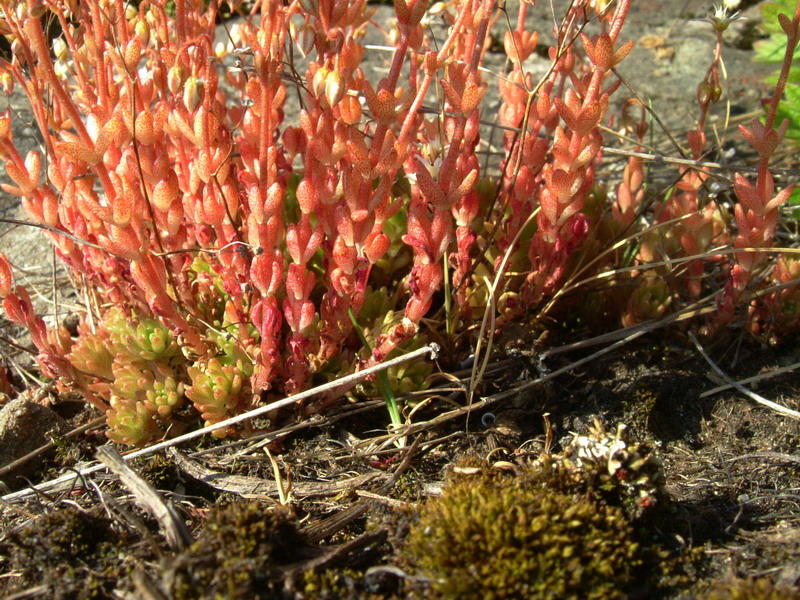 Sedum monregalense / Borracina di Mondov