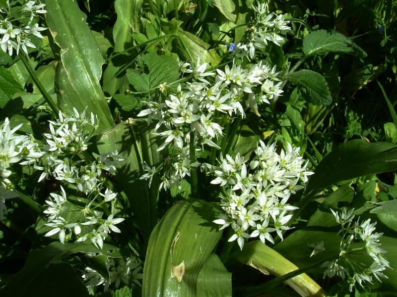 Allium ursinum