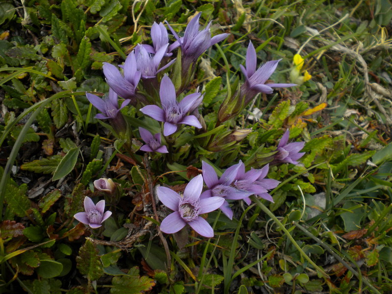 Dolomiti di Sesto 4 - Gentianella gr. germanica