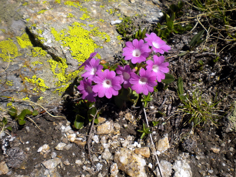 Primula hirsuta