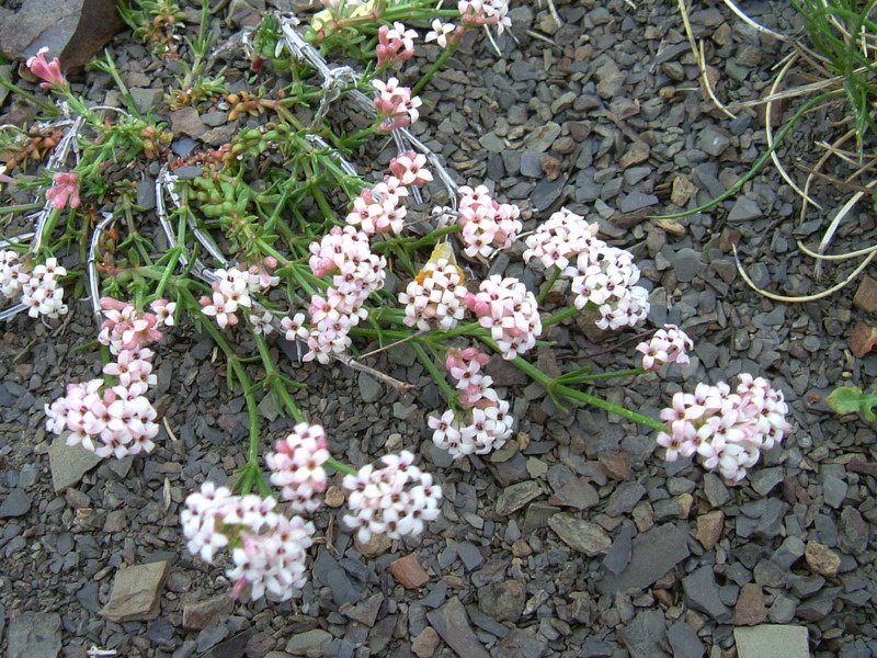 Parco del Gigante  - Asperula cynanchica