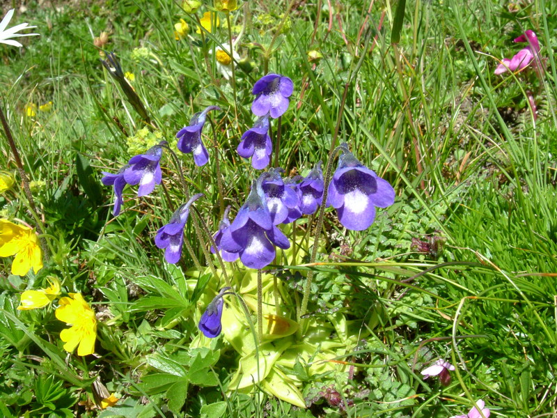 Pinguicula vulgaris