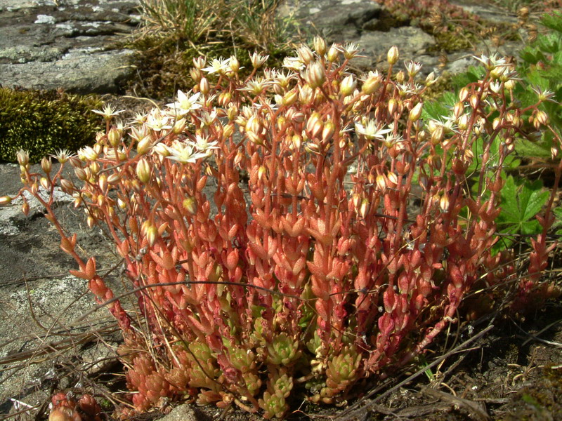 Sedum monregalense / Borracina di Mondov