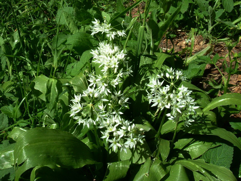 Allium ursinum