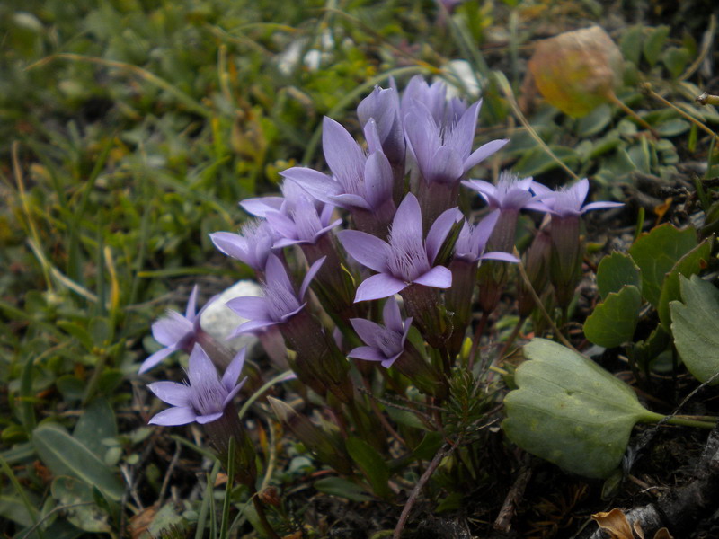 Dolomiti di Sesto 4 - Gentianella gr. germanica