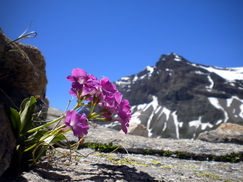 Primula hirsuta