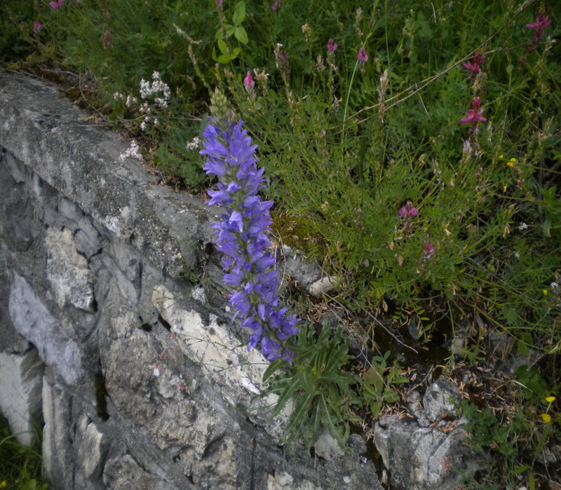 Campanula spicata / Campanula spigata