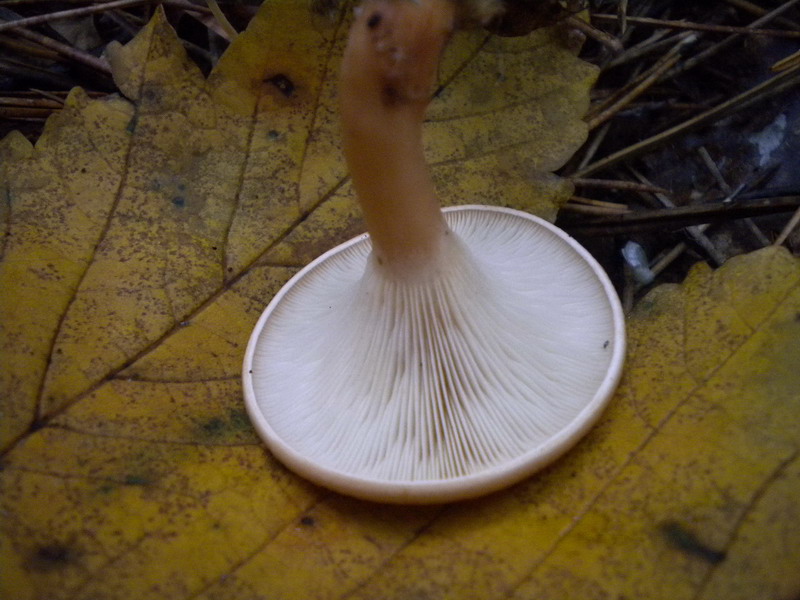 Clitocybe