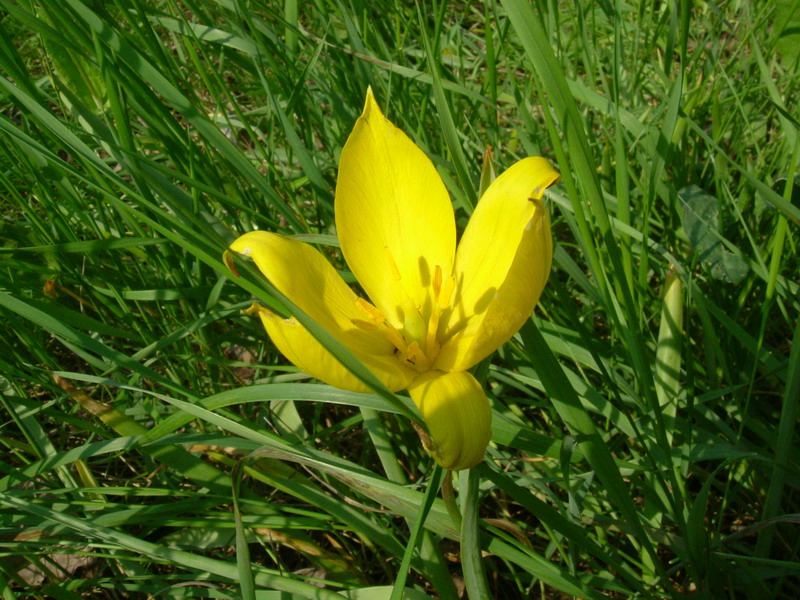 Tulipa sylvestris