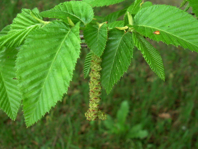 Ostrya carpinifolia