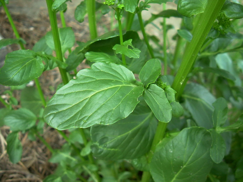 Barbarea vulgaris / Erba di Santa Barbara comune