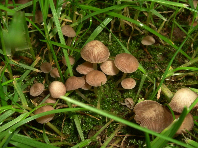 Coprinus sp. (cfr. Coprinellus disseminatus)