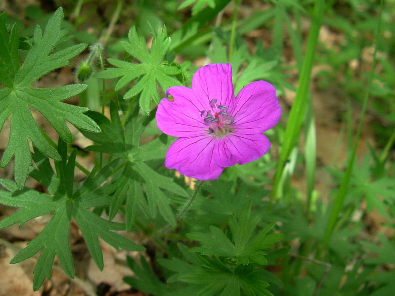 Geranium sanguineum