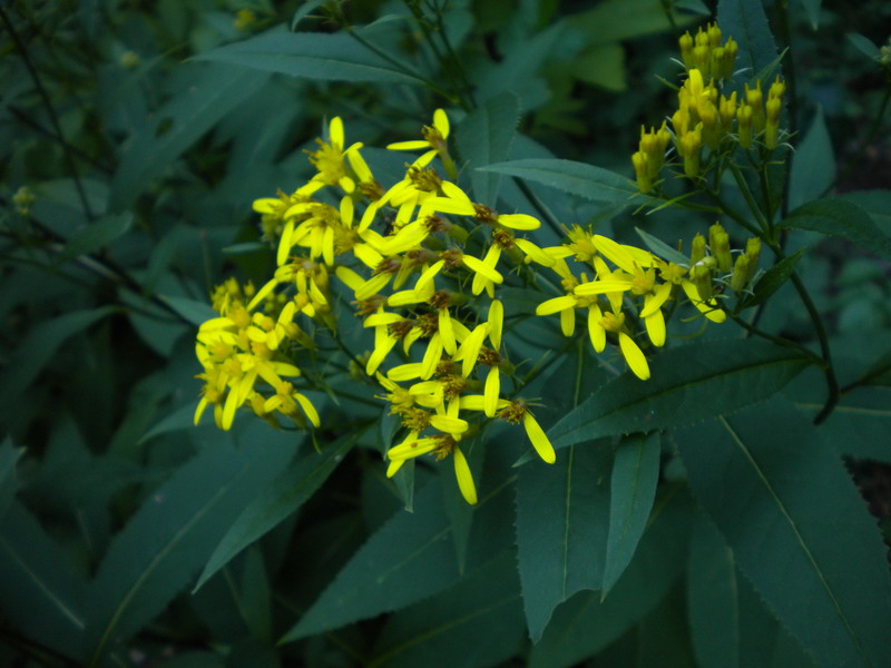 Senecio ovatus