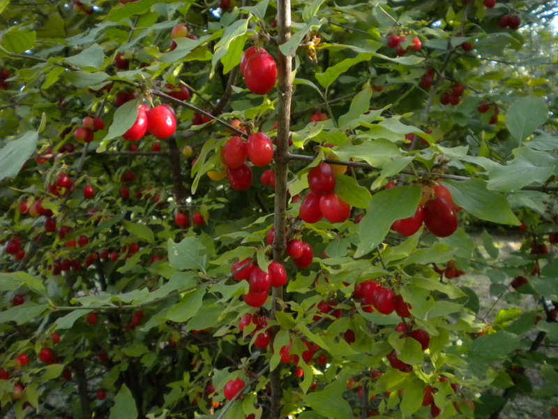 Cornus mas