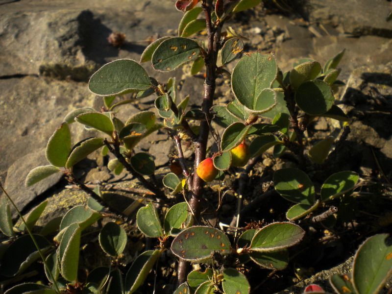 Da determinare: Cotoneaster integerrimus?