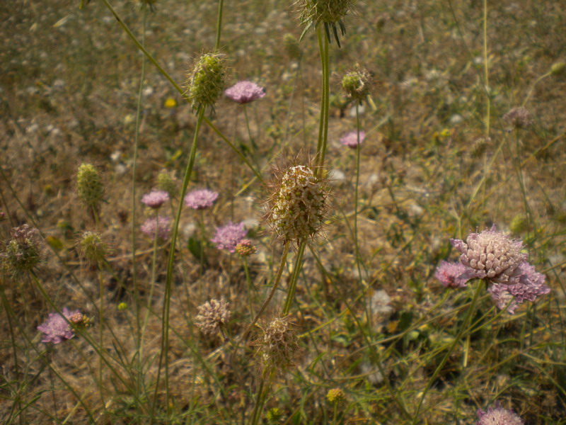 Il dubbio -  Knautia sp.