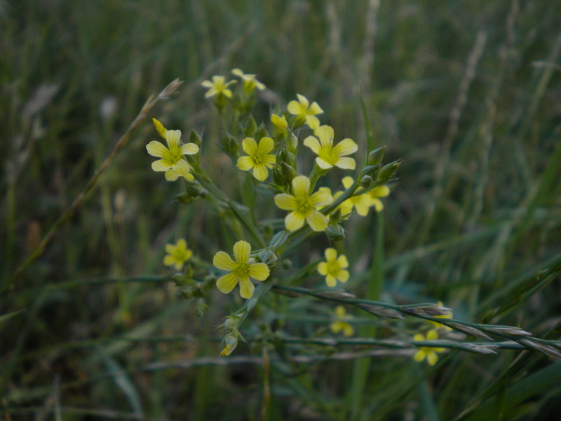 Linum strictum