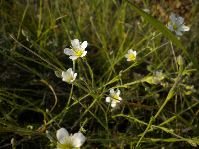 Cherleria (=Minuartia) laricifolia subsp. ophiolitica / Minuartia del serpentino