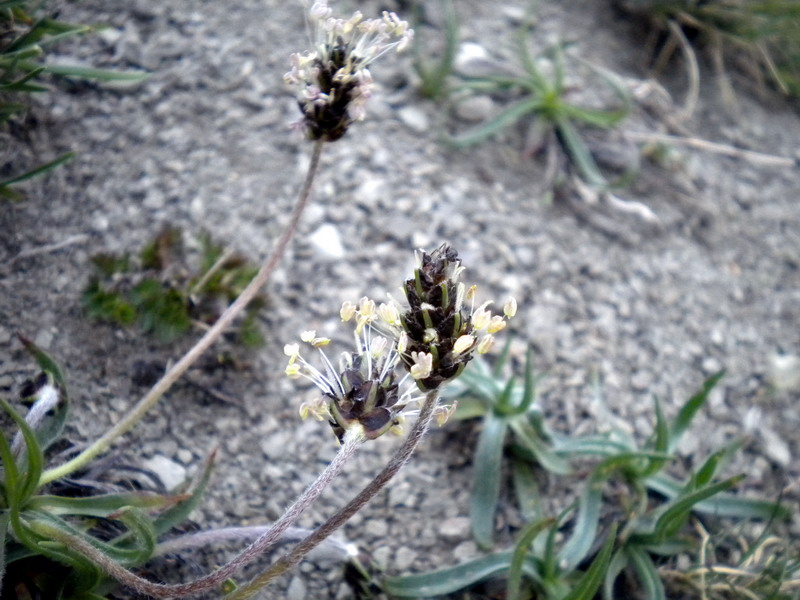 Plantago atrata