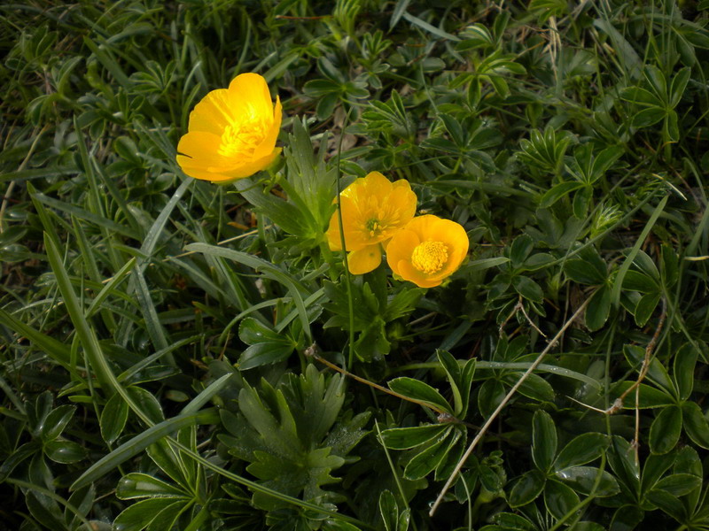 Alto appennino 3 - Ranunculus sp.