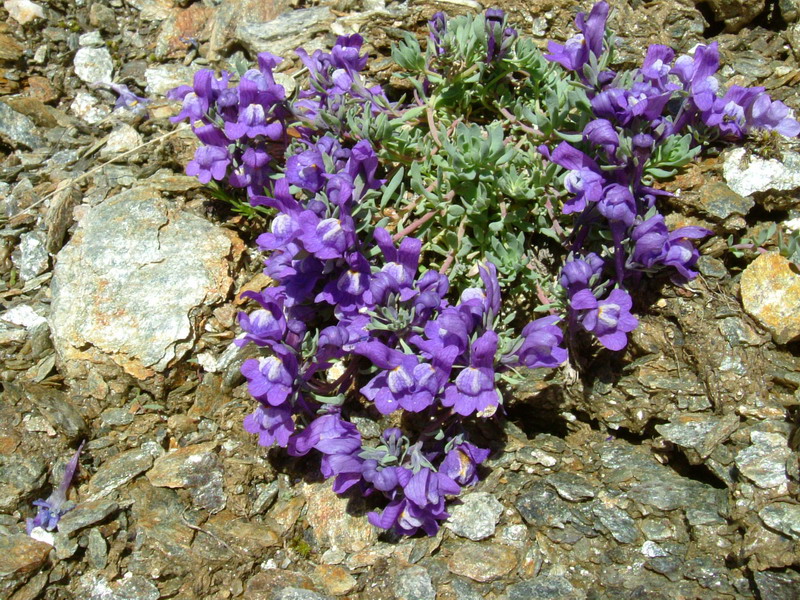 Linaria alpina / Linajola alpina