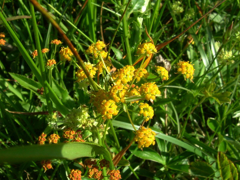 Ex parco del gigante9 - Bupleurum sp.