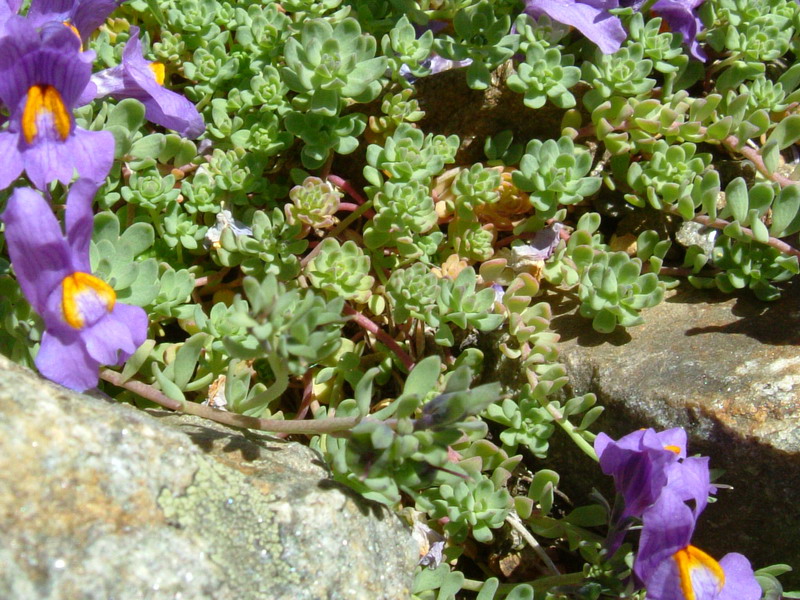 Linaria alpina / Linajola alpina